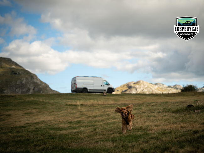 biegnący spaniel na tle Fiata Ducato