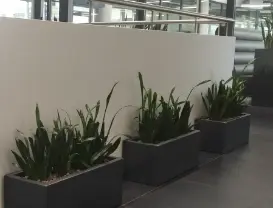 Rośliny w przestrzeni biurowej Oponeo