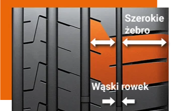 Masywne zewnętrzne żebro barkowe